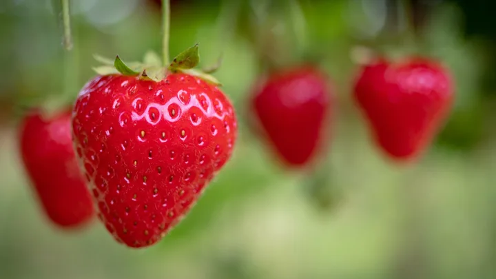 Strawberry